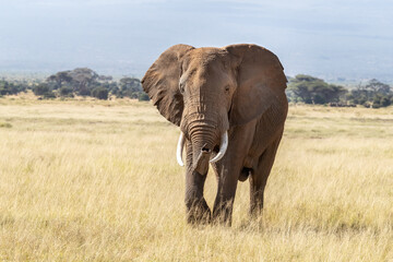 Fototapeta na wymiar African bull elephant walks through the lush grass of Amboseli National Park, Kenya. 