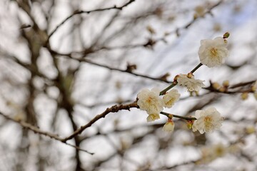 Plum blossoms blooming in winter.