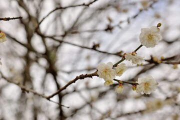 Plum blossoms blooming in winter.