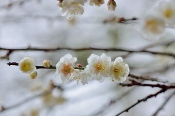 Plum blossoms blooming in winter.
