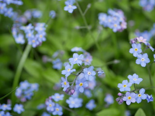 Small blue flowers of forget-me-not on the background of green grass in a meadow in the spring forest. Alpine forget-me-not during the day in natural conditions.