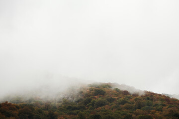 a hill with an autumn forest shrouded in fog