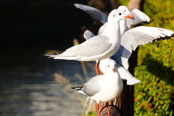 木の差にとまるカモメの群れ
