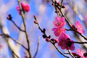Fototapeta na wymiar ピンク色の梅の花