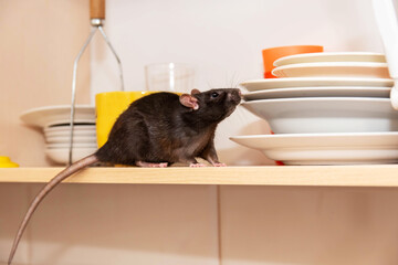 Rat crawls in the kitchen on dishes and looking for food. The concept of rodents in the house.