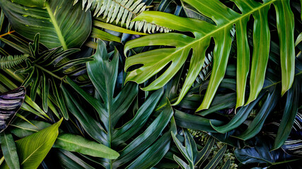 .Creative design of leaves, Tropical leaf, Nature background and abstract green leaf texture,...