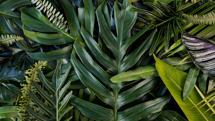 Creative design of leaves, Tropical leaf, Nature background and abstract green leaf texture, Nature concept.