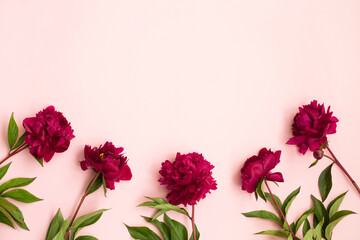 Beautiful peony flowers on pink background. Top view