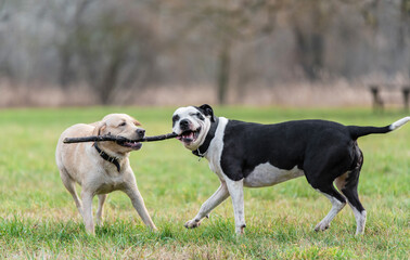 Two dogs playing with a stick in the park - 404773764