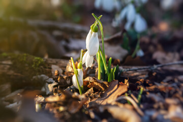 Snowdrop Galanthus nivalis in the forest close-up. Macro photography of snowdrops among fallen leaves in spring. Tender first flowers in bright sunlight. The concept of spring. Soft selective focus.