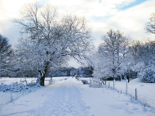 winter landscape with trees