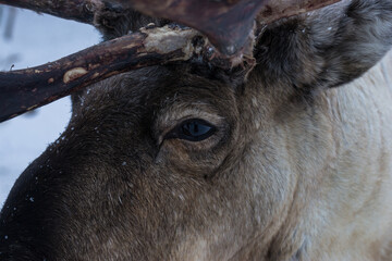 Moose detail