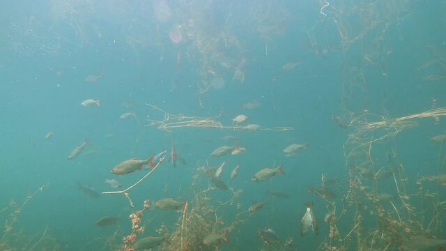 Underwater footage of the swimming freshwater fish Rudd (Scardinius erythrophthalmus) and Roach (Rutilus rutilus). Wild life animal in the clean lake habitat. Common rudd underwater. 