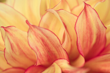 Fototapeta na wymiar Macro blurry background of soft yellow red petalss