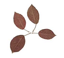 Red leaves of apple tree. Herbarium. Pressed and dried herbs. Composition of the leaves on a white background.