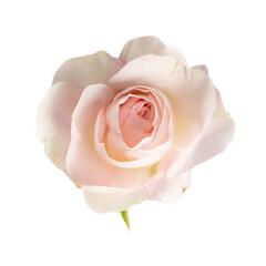 Pink rose isolated on white. Close-up of blooming flower head.