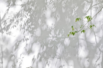 Shadow Of Leaves Reflected On The White Wall
