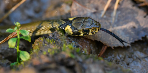 grass snake (Natrix natrix) also called ringed or water snake head detail with tongue out