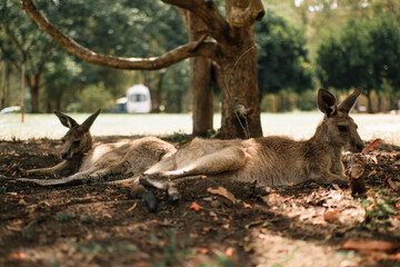 Two lying kangaroo in queensland