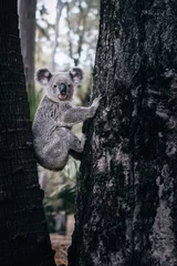 Keuken spatwand met foto Wild cute hanging koala portrait © Smail