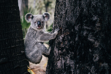 Wild cute hanging koala portrait