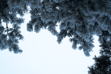Winter background. Snow covered tree against blue sky