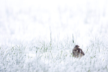 Grote Lijster, Mistle Thrush, Turdus viscivoruss viscivorus
