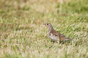 Grote Lijster, Mistle Thrush, Turdus viscivoruss viscivorus
