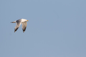 Vegameeuw, Vega Gull (Mongolian), Larus vegae mongolicus