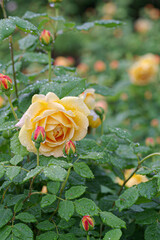 雨に濡れたバラ