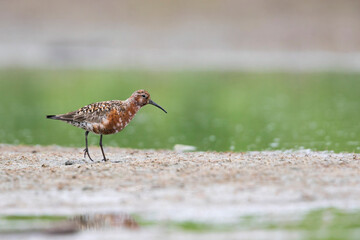 Krombekstrandloper, Curlew Sandpiper, Calidris ferruginea