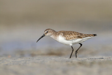 Krombekstrandloper, Curlew Sandpiper, Calidris ferruginea