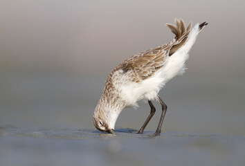 Krombekstrandloper, Curlew Sandpiper, Calidris ferruginea