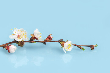 Spring or summer blooming with white flowers fruit tree branch against baby blue sky background. Fresh floral banner with copy space. selective focus. Minimal with reflection