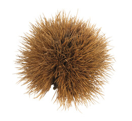 Chestnut dried spiky shell isolated on a white background