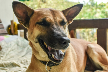 german shepherd dog portrait 