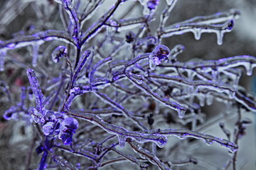 Beautiful blue illuminated ice laminated rosehip bush branches close-up after icy rain on a winter day outdoor