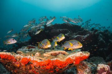 Naklejka na ściany i meble Schooling reef fish swimming among colorful reef in clear blue water, Maldives