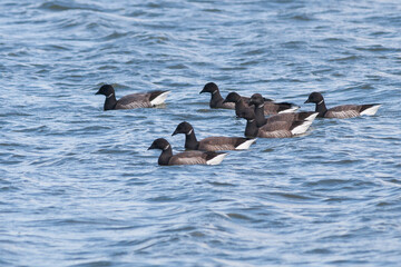 Rotgans, Dark-bellied Brent Goose, Branta bernicla bernicla