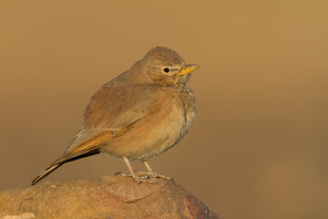 Woestijnleeuwerik, Desert Lark, Ammomanes deserti payni