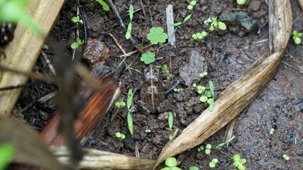 a frog on the hiking trail between Cha de Mato de Corda and Xoxo, on the island Santo Antao, Cabo Verde, in the month of December