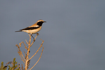 Woestijntapuit, Desert Wheatear, Oenanthe deserti