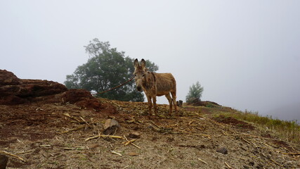 a donkey at the start of the hike from Cha de Mato de Corda to Xoxo, on the island Santo Antao, Cabo Verde, in the month of December