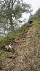 goats at the start of the hike from Cha de Mato de Corda to Xoxo, on the island Santo Antao, Cabo Verde, in the month of December