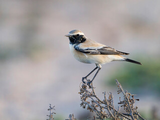 Woestijntapuit, Desert Wheatear, Oenanthe deserti