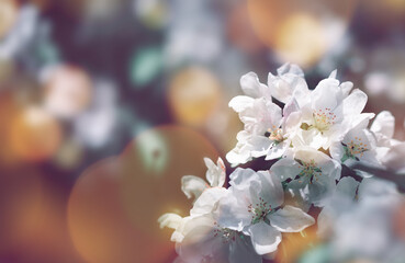 Spring or summer festive blooming with white flowers fruit tree branches against colorful floral blur with sun light flares and bokeh. Fresh floral background with copy space selective focus