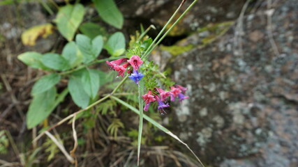 flowers on the hiking trail from Cha de Mato de Corda to Xoxo, on the island Santo Antao, Cabo Verde, in the month of December