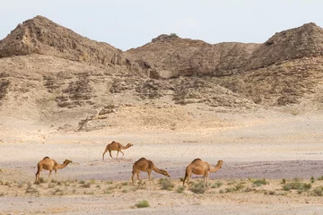 Fotobehang Dromedary at Al Mughsayl, Oman © AGAMI