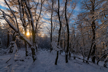 Winter Landschaft Schnee Sauerland Wonderland Idyll Frost weiß Bäume Wald Natur Silhouetten Iserlohn Deutschland Wandern Sonnenuntergang Äste Weihnachten Licht Farben Abend Idyll Panorama Aussicht 