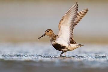 Bonte Strandloper, Dunlin, Calidris alpina